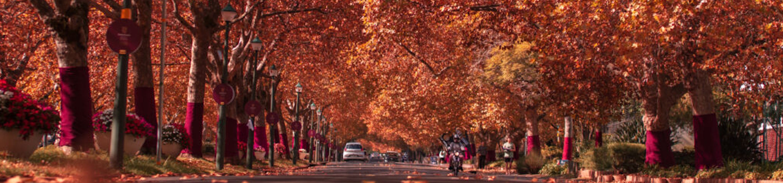 Trees and road winter.jpg