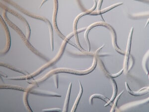 Nematodes Row