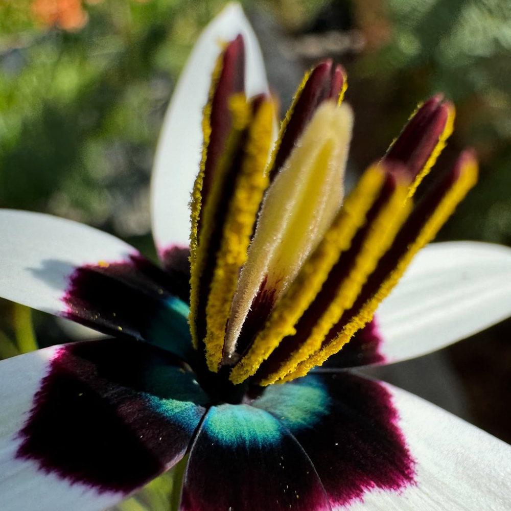 Flower 3.jpg