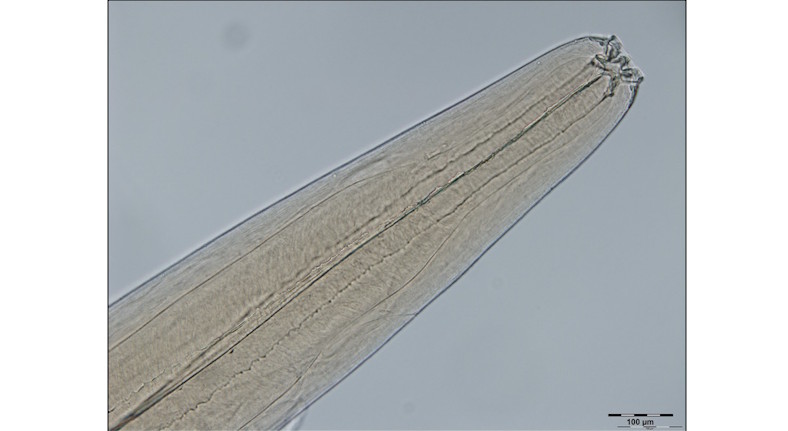 Apical view of a male Gastronodus sp