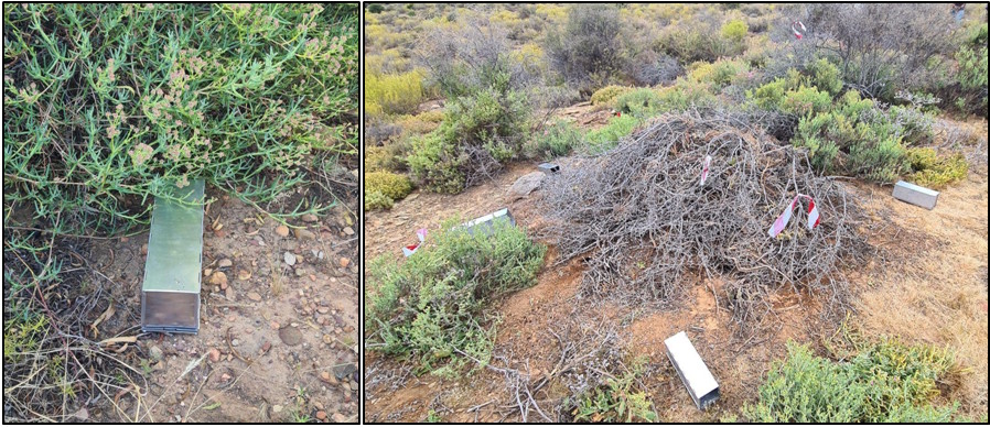 The procedure of trapping rats