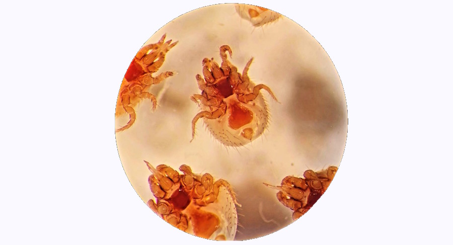 Several female Laelaps muricola mites