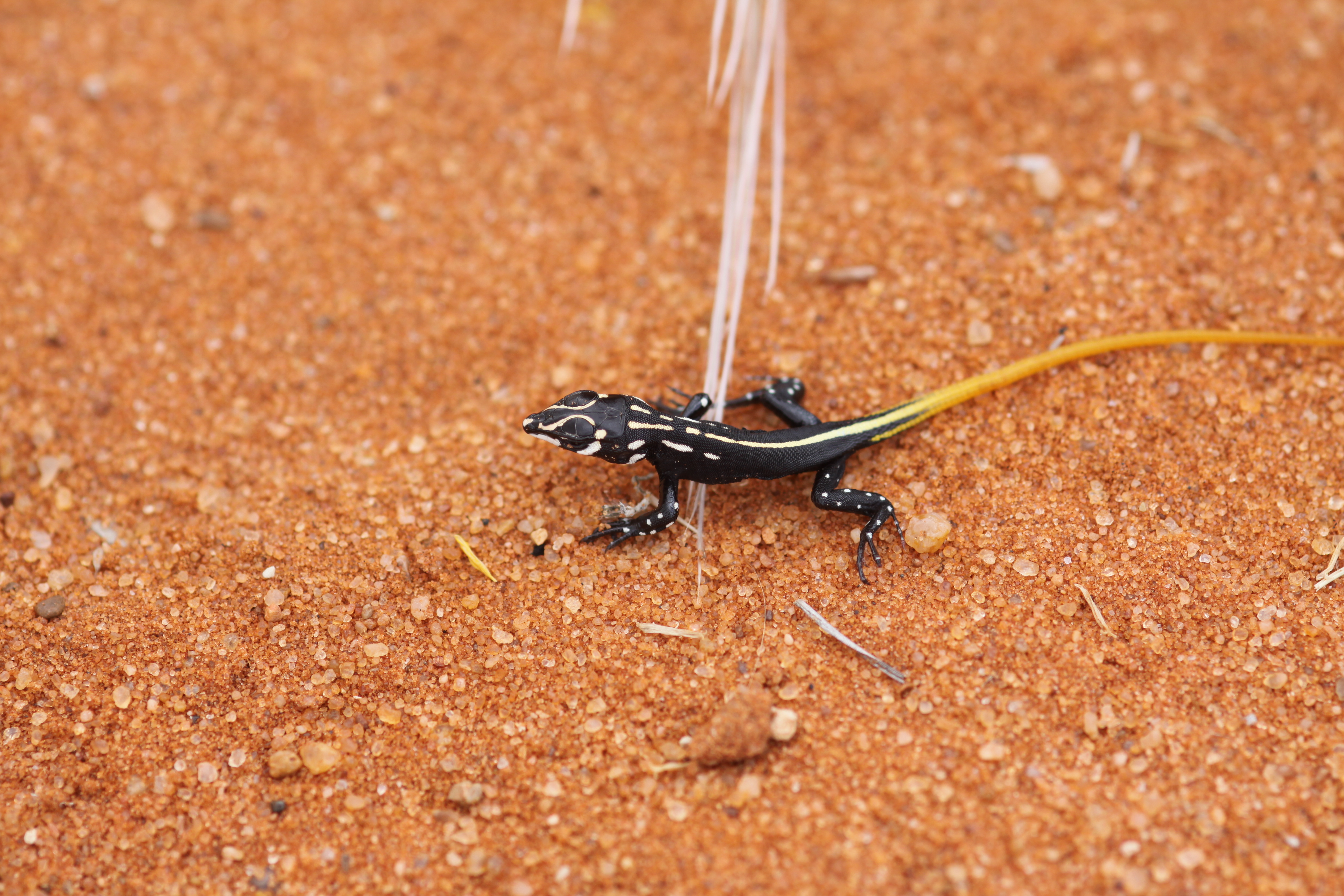 A diurnal spotted sand lizard (Pedioplanis lineoocellata) in the Kgalagadi Transfrontier National Park 