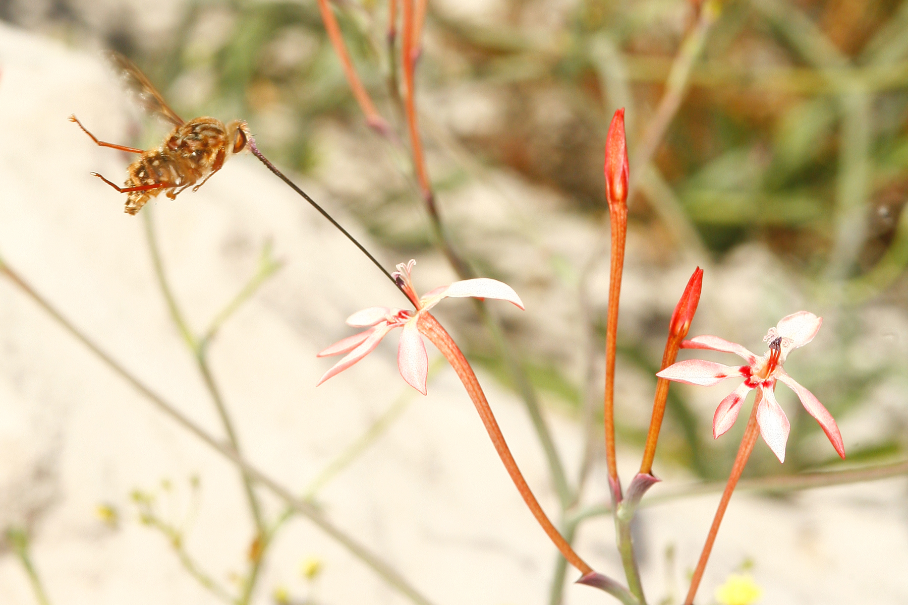 Long-tongued fly pollinator