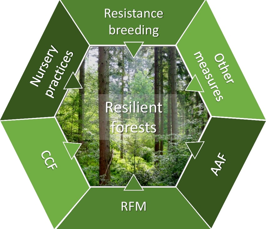 Forest Management