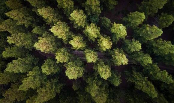 precision forestry