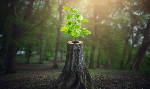 Resilient Forests
