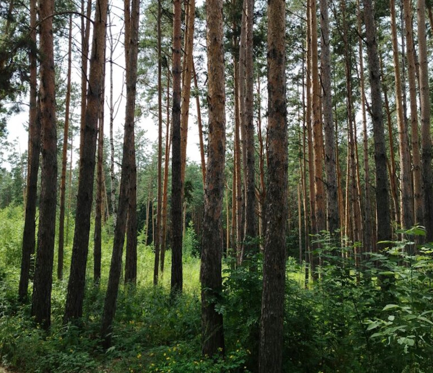 Siviculture1