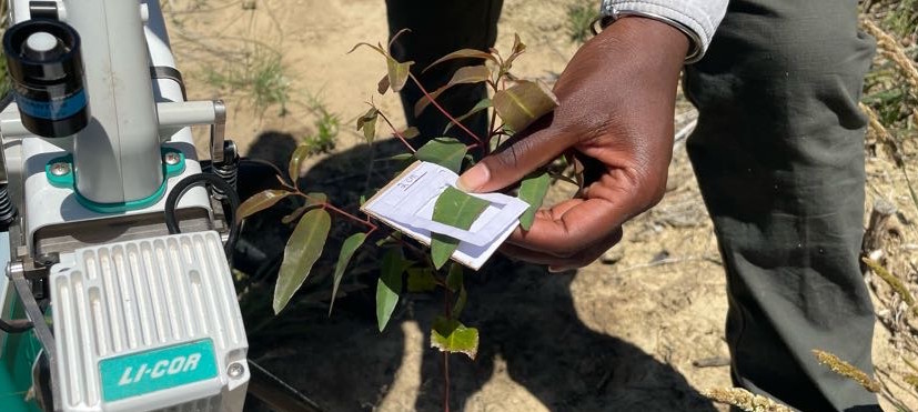 study leaf1