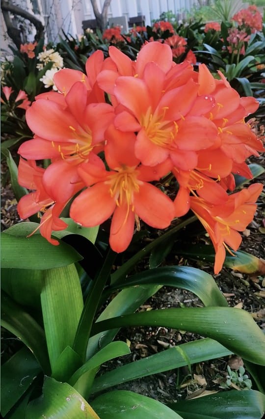 cardio wellness garden