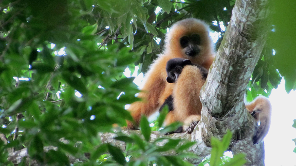 Female-Gibbon-1