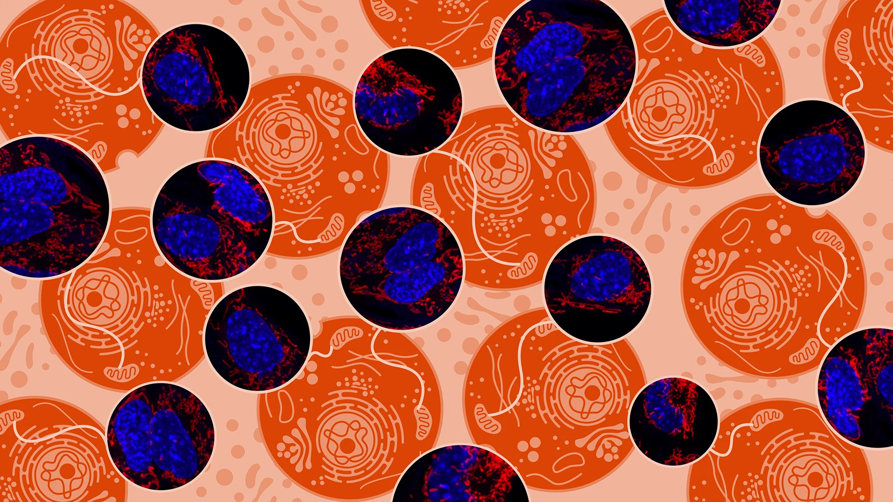 Mitochondria-header