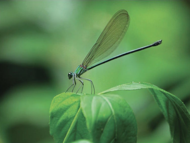 Conservation Ecology & Entomology