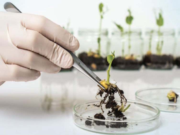Plant Pathology