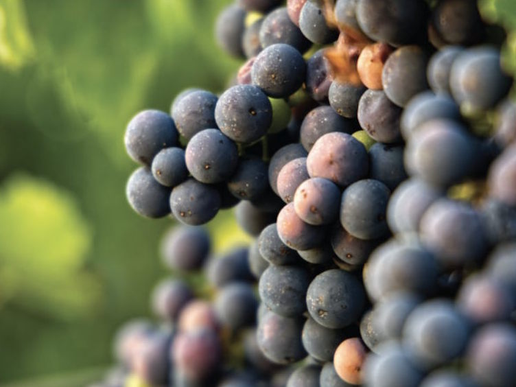 Viticulture and Oenology