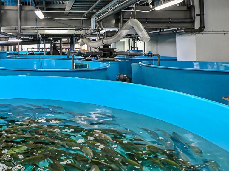 Akwakultuur