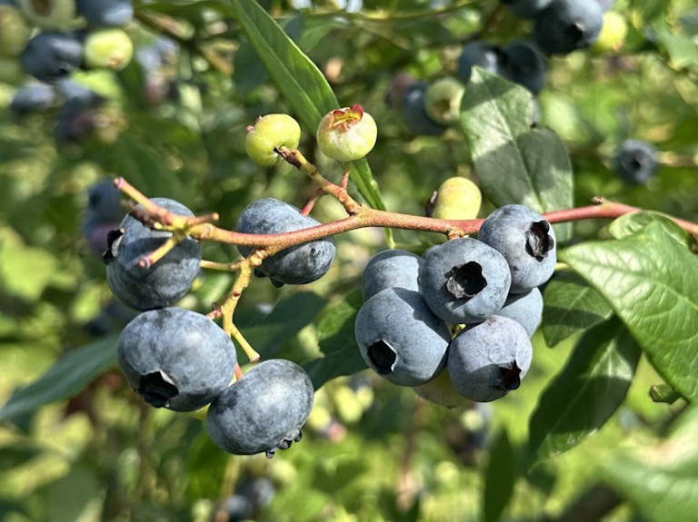 Bloubessie Voedingstofbestuur