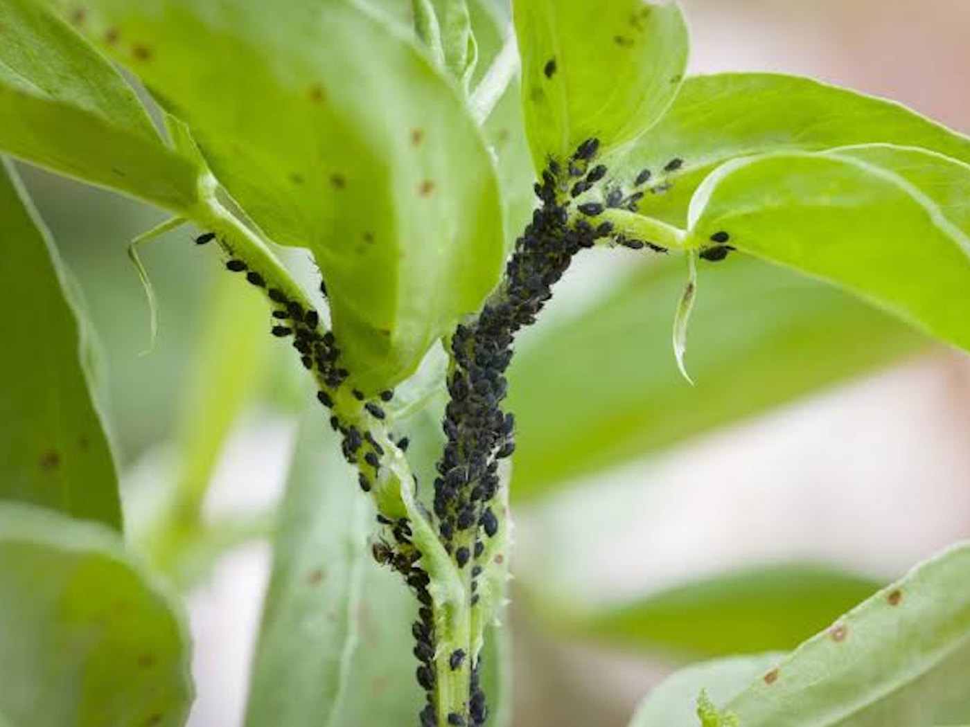Insect & Pest Management