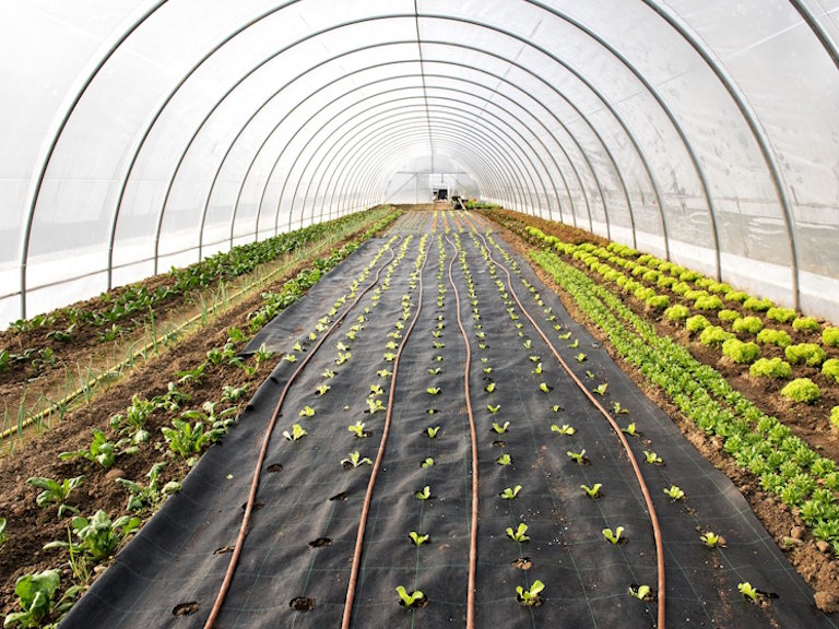 Advanced Greenhouse Production