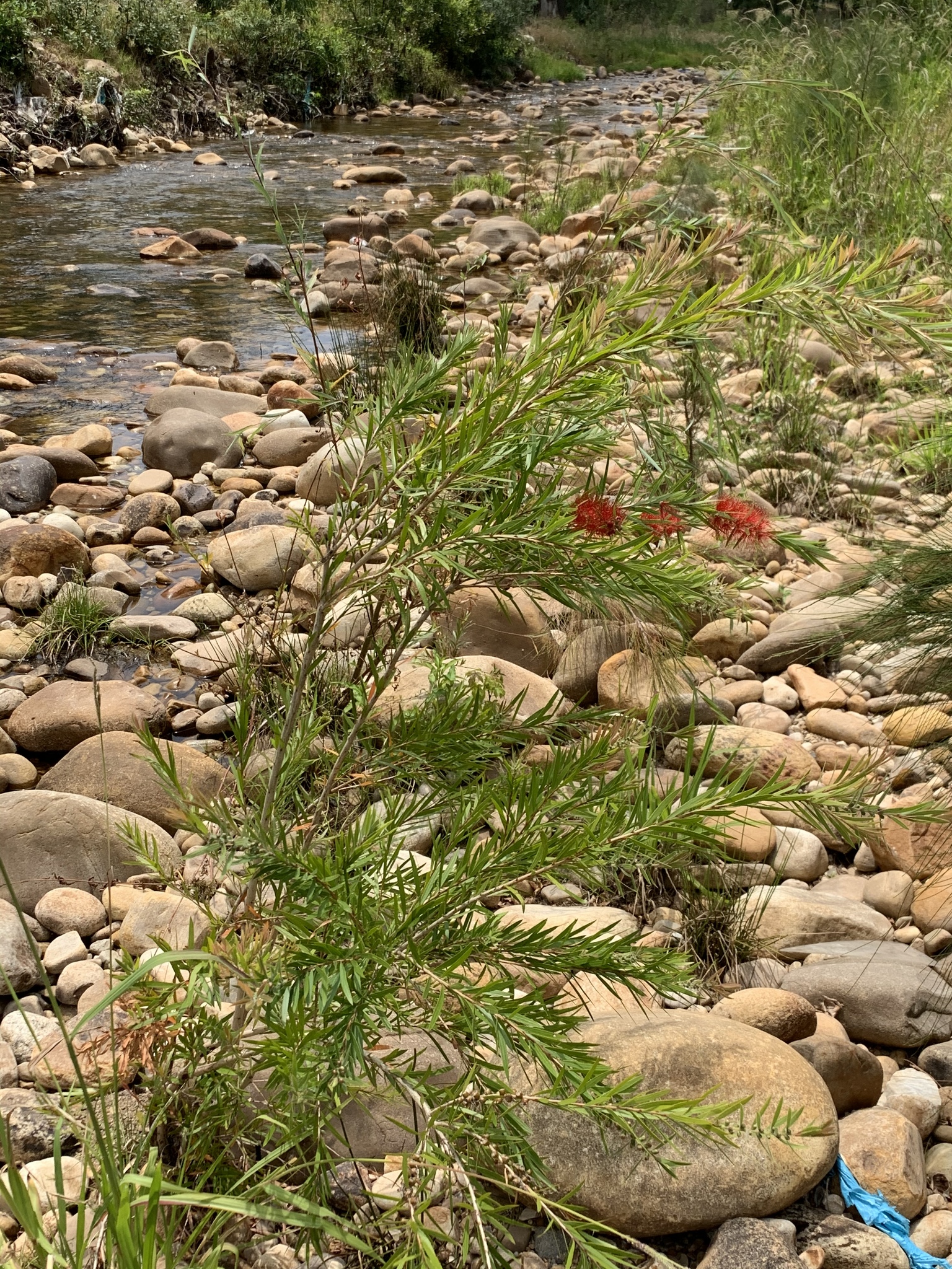 A weeping bottlebrush (Melaleuca viminalis) along the Eerste River - this species has invaded a substantial stretch of the river and is spreading rapidly downstream from Stellenbosch.