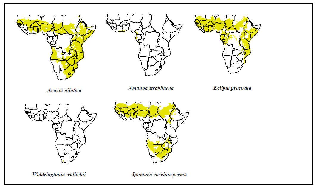 There are >40,000 native vascular plant species recorded in mainland sub-Saharan Africa. Despite the impressive species list, much of Africa’s plant diversity remains underexplored due largely to uneven sampling and persistent spatial gaps in available biodiversity databases. High resolution distributional maps offer a promising avenue to address these gaps, by capturing species coverage that, when unified, can uncover a broader spectrum of biodiversity patterns.