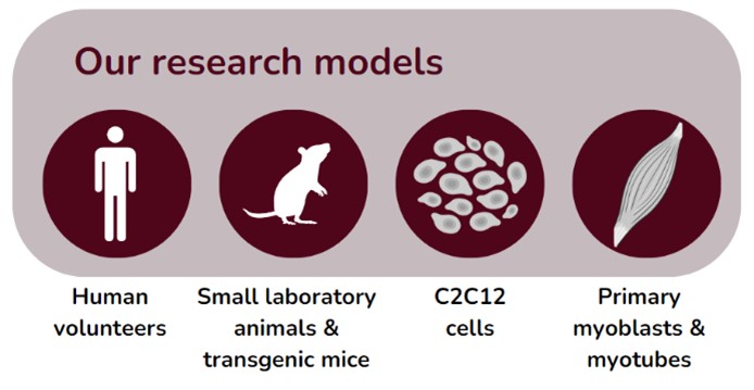 Research Models - MRG