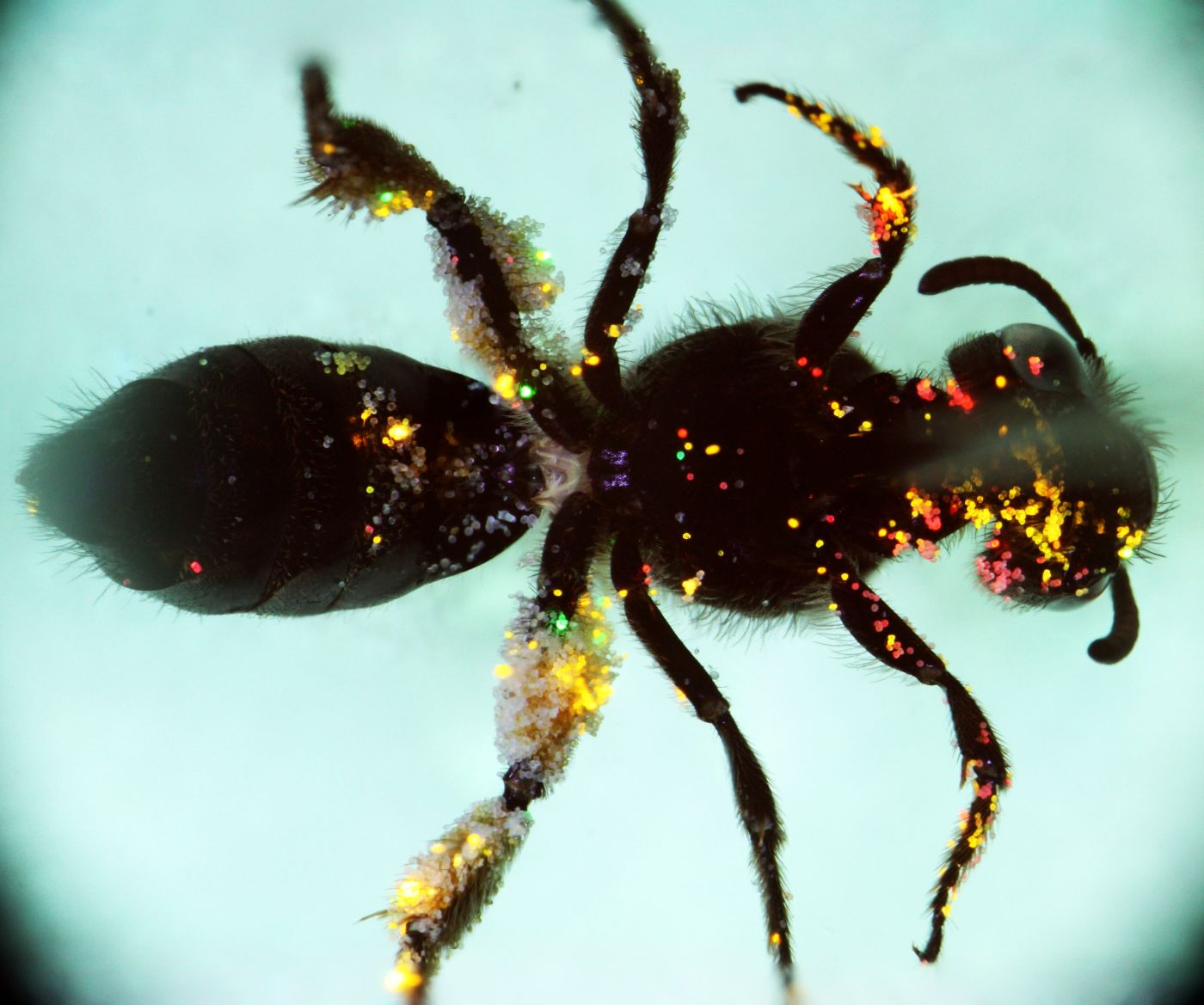 Microscopic image of pollen on the body of a bee, highlighted with quantum dots.