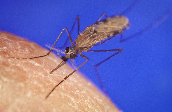 A female mosquito on a human hand.