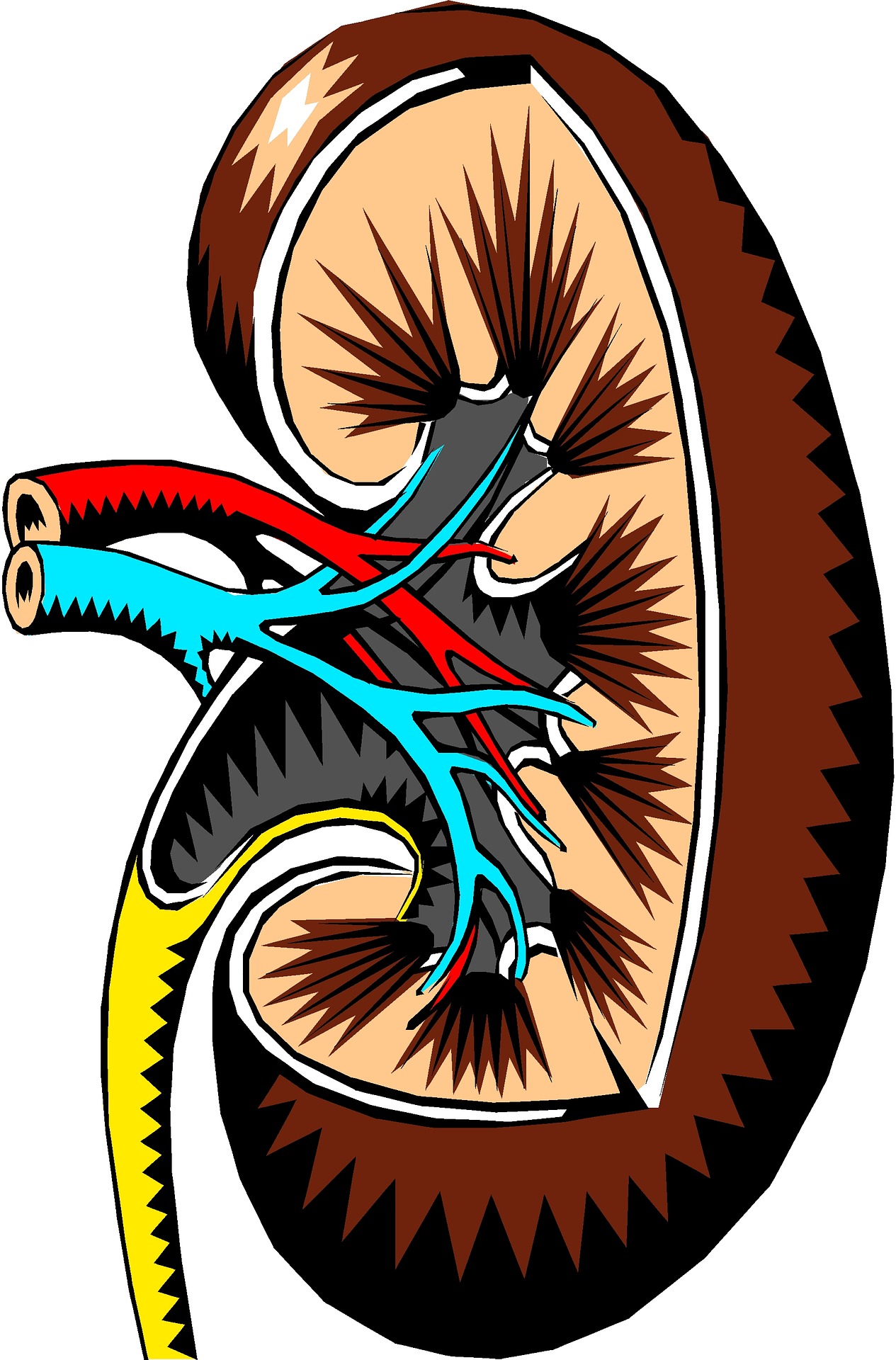 kidney-2183443_1920.jpg kidney-2183443_1920.jpg