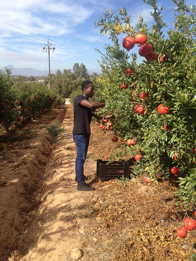Mukama_Pomegranate.JPG