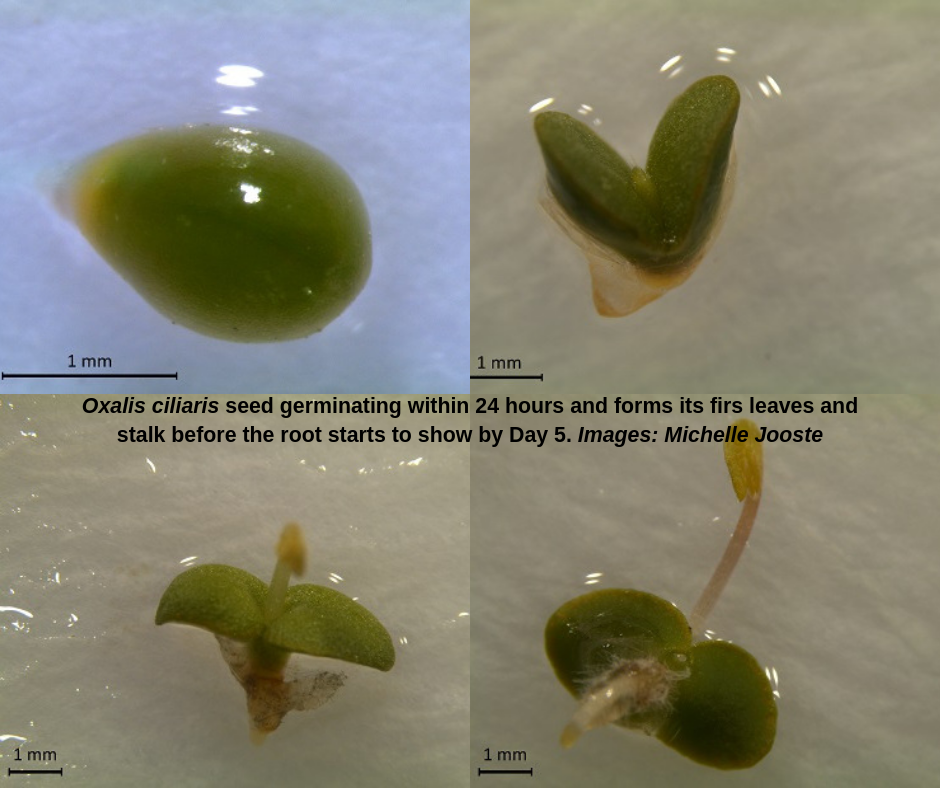 Oxalis germination_Facebook.png Oxalis germination_Facebook.png