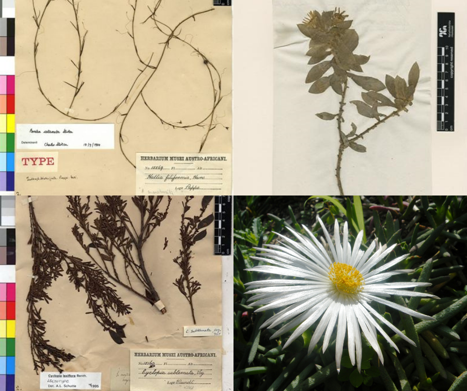 Plant extinctions.png Plant extinctions.png