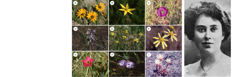 New review on the legacy of the “botanist from Belvidere”