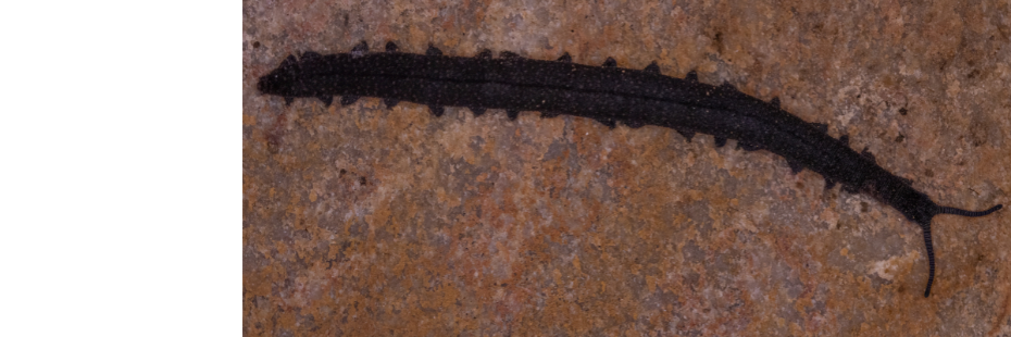 New velvet worm species a first for the Little Karoo