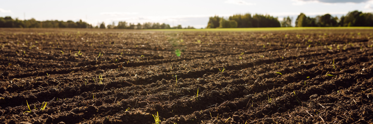 An agricultural plowed field with green small shoots breaking through the soil