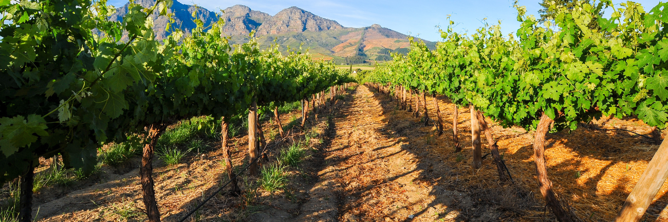 Vineyards in Stellenbosch with mountains in the background.