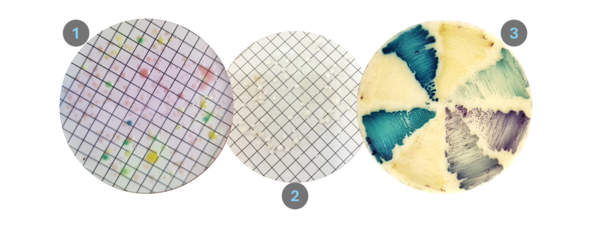 Images of membrane plates of bacteria (1) then yeasts (2) then also a chromogenic agar plate with different river yeast isolates