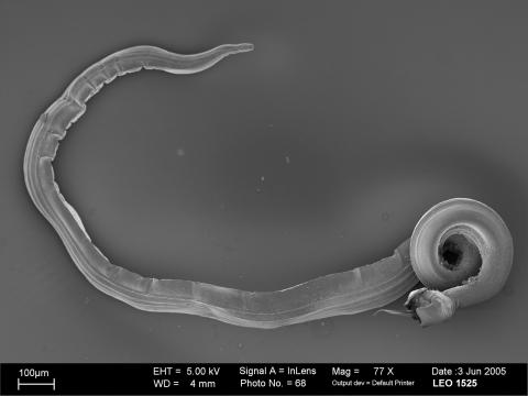 Bursate parasitic nematode.jpg