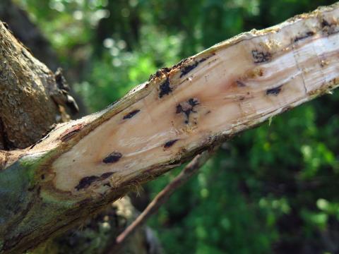 damage by invasive beetle.JPG