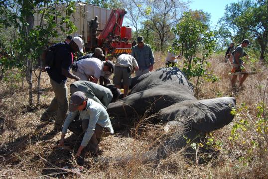 Elephant blood sampling prior to translocation.JPG