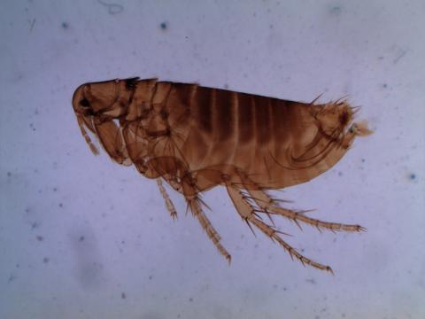 Flea from rodents.jpg