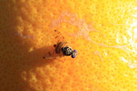 Fruit fly.jpg