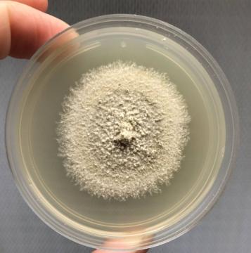 Fungal_culture.jpg