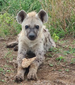 Hyena.jpg