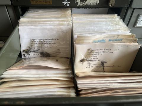 Insect in envelopes.jpeg