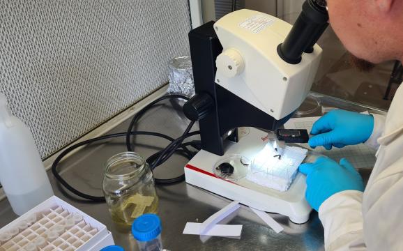 Insect measurements.jpg