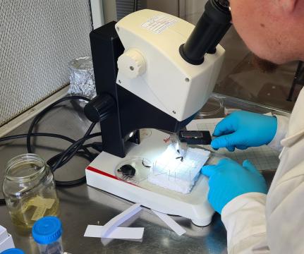 Insect measurements.jpg