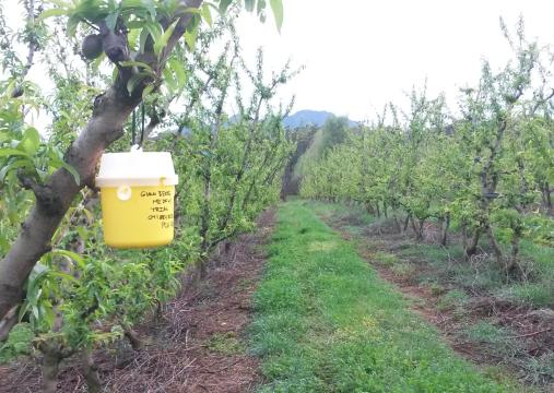 IPM Insect trap.jpg