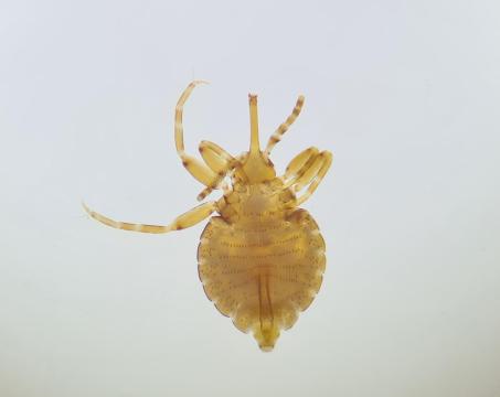 Louse from African Elephant.jpg