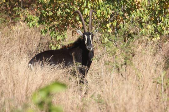 Majestic sable antelope.JPG